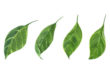 Obraz premium green magnolia leaves, set of elements, watercolor illustration for textiles, design, packaging, tableware