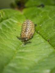 A single Viburnum beetle larvae eating the foliage of a guelder rose plant