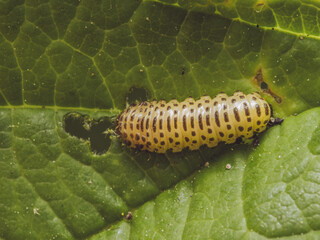 A single Viburnum beetle larvae eating the foliage of a guelder rose plant