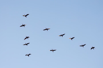 Fototapeta premium 雁行飛翔する美しいカワウ（ウ科）の群れ 英名学名：Great Cormorant (Phalacrocorax carbo, family comprising Cormorants) 千葉県市川市大町公園自然観察園2024 大町の谷戸全体が公園。湿地や里山、森林等、武蔵野の自然が保存されている。 