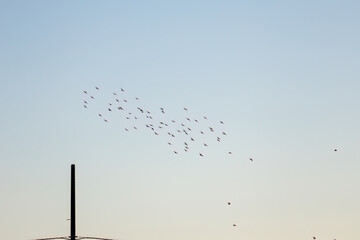 雁行飛翔する美しいカワウ（ウ科）の群れ
英名学名：Great Cormorant (Phalacrocorax carbo, family comprising Cormorants)
千葉県市川市大町公園自然観察園2024
大町の谷戸全体が公園。湿地や里山、森林等、武蔵野の自然が保存されている。

