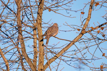 美しいキジバト（ハト科）
英名学名：Oriental turtle dove (Streptopelia orientalis, family comprising pigeons)
千葉県市川市大町公園自然観察園2024
大町の谷戸全体が公園。湿地や里山、森林等、武蔵野の自然が保存されている。
