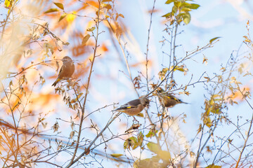 飛翔する可愛いカワラヒワ（アトリ科）の群れ
英名学名：Oriental Greenfinch...