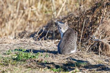散歩する野良猫
千葉県市川市大町公園自然観察園2024
大町の谷戸全体が公園。湿地や里山、森林等、武蔵野の自然が保存されている。
