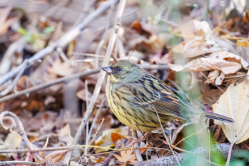 餌を探す可愛いアオジ（ホオジロ科）
英名学名：Grey tailed Tattler (Emberiza spodocephala)
千葉県市川市大町公園自然観察園2024
大町の谷戸全体が公園。湿地や里山、森林等、武蔵野の自然が保存されている。
