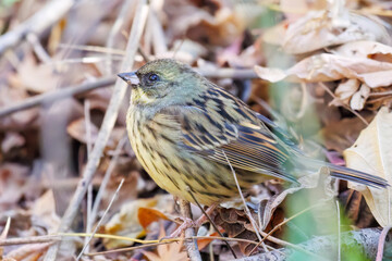 餌を探す可愛いアオジ（ホオジロ科）
英名学名：Grey tailed Tattler (Emberiza...