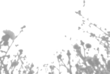 The shadow of the field grass on the white wall. A black and white image to overlay on a photo or mockup