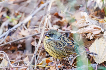 餌を探す可愛いアオジ（ホオジロ科）
英名学名：Grey tailed Tattler (Emberiza...