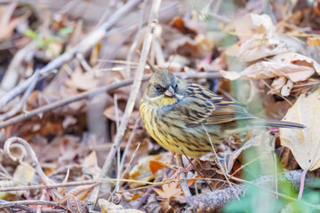 餌を探す可愛いアオジ（ホオジロ科）
英名学名：Grey tailed Tattler (Emberiza spodocephala)
千葉県市川市大町公園自然観察園2024
大町の谷戸全体が公園。湿地や里山、森林等、武蔵野の自然が保存されている。
