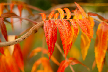 Vinegar tree. Autumn bright colors, on the city street