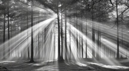 Sunbeams pierce a misty forest (1)