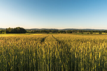 Cornfield in morning light against clear blue sky, Baden-Wuerttemberg, Germany