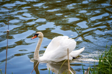 Selective focus photo. Mute swan bird in lake.