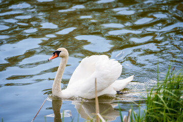 Selective focus photo. Mute swan bird in lake.