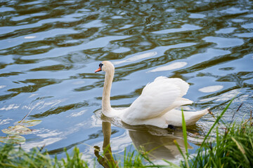 Selective focus photo. Mute swan bird in lake.