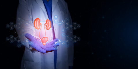 Urologist holding an anatomical model of the male urinary system. Focus on kidney and urinary...