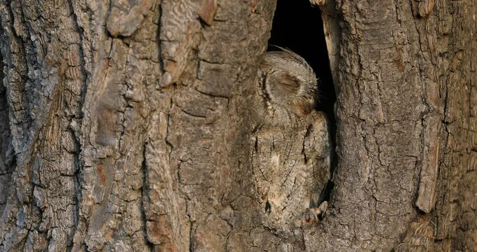 Hidden owl. European scops owl, Otus scops, in nesting tree hole at sunrise. Small owl peeks out from trunk showing yellow eyes. Bird also known as Eurasian scops owl. Wildlife. Morning in nature.