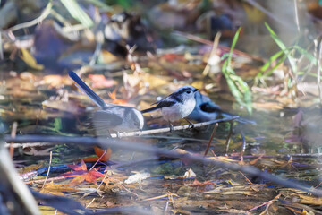 飛び回る可愛いエナガ（エナガ科）、メジロ（メジロ科）の群れ
水盤で水浴びをしている。
英名学名：long tailed tit (Aegithalos caudatus)
Japanese White Eye (Zosterops Japonica) 
千葉県市川市大町公園自然観察園2024
大町の谷戸全体が公園。湿地や里山、森林等、武蔵野の自然が保存されている。
