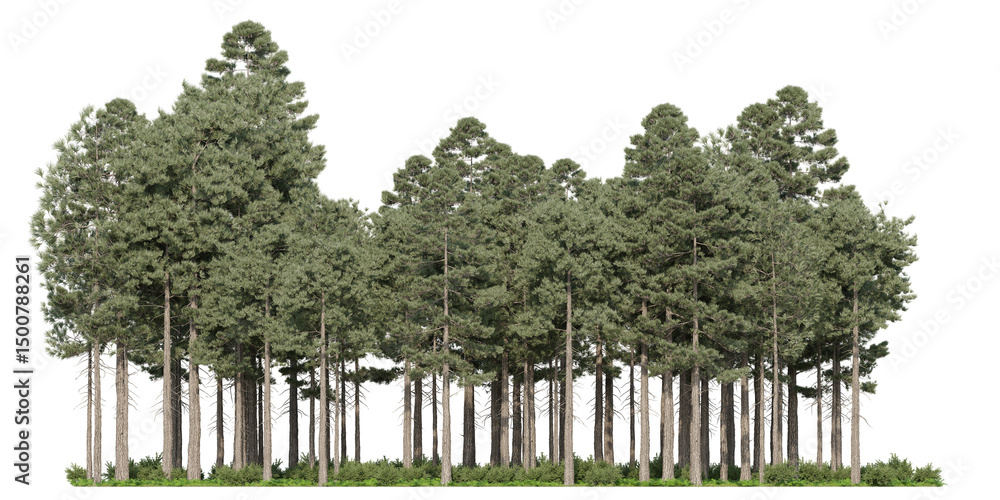 Poster a large tree in the dense jungle, green forest with meadow - png file, 3d render for create and desi