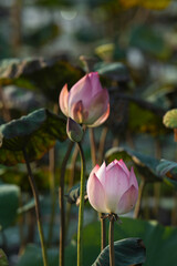  pink lotus in the pond