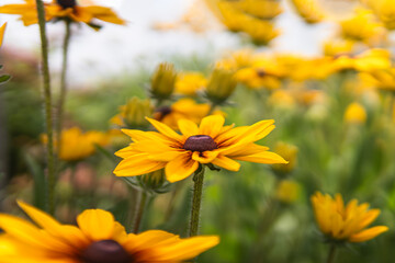 Close-up of Black-Eyed Susans with soft blurred background, capt