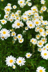 Fototapeta premium Close-Up of Blooming Oxeye Daisies (Leucanthemum vulgare) in a G