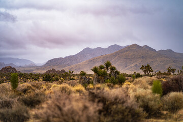 Joshua Trees and Desert Bushes with Mountain Backdrop Under Cloudy Sky