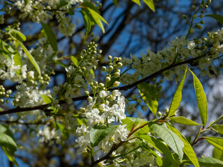 White flowers in pendulous long clusters (racemes) of the Bird cherry, hackberry or Mayday tree (Prunus padus) with blue sky in background in spring