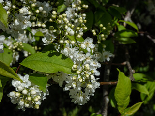Close-up of white flowers in pendulous long clusters (racemes) of the Bird cherry, hackberry, hagberry or Mayday tree (Prunus padus) in spring