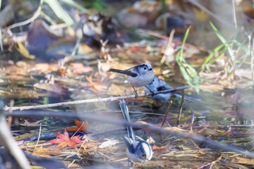 飛び回る可愛いエナガ（エナガ科）、メジロ（メジロ科）の群れ
水盤で水浴びをしている。
英名学名：long tailed tit (Aegithalos caudatus)
Japanese White Eye (Zosterops Japonica) 
千葉県市川市大町公園自然観察園2024
大町の谷戸全体が公園。湿地や里山、森林等、武蔵野の自然が保存されている。
