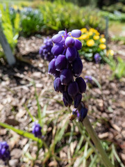 Common grape hyacinth or Starch grape hyacinth (Muscari neglectum) flowering with urn shaped, dense, blue flowers with white lobes at their tips in a garden