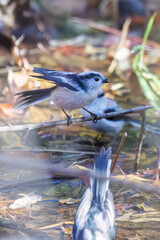 飛び回る可愛いエナガ（エナガ科）、メジロ（メジロ科）の群れ
水盤で水浴びをしている。
英名学名：long tailed tit (Aegithalos caudatus)
Japanese White Eye (Zosterops Japonica) 
千葉県市川市大町公園自然観察園2024
大町の谷戸全体が公園。湿地や里山、森林等、武蔵野の自然が保存されている。
