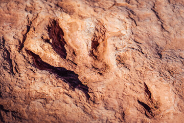 Close view of fossilized dinosaur footprint in sandstone