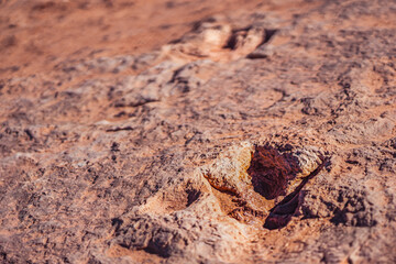 Close-up of a dinosaur footprint fossil in red sandstone desert