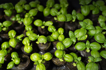 Close-up of basil seedlings grown in peat pods