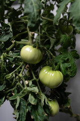Close-up of hydroponic tomatoes growing on vine indoors