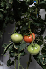 Close-up of hydroponic tomatoes growing on vine indoors