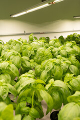 Basil plants growing in indoor hydroponic system