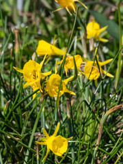 Narcissus romieuxii 'Julia Jane' - early-flowering daffodil with the flowers with narrow perianth...