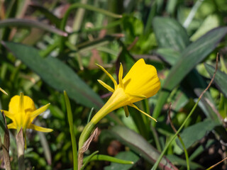 Narcissus romieuxii 'Julia Jane' - early-flowering daffodil with the flowers with narrow perianth segments, while the trumpet is wide and flaring