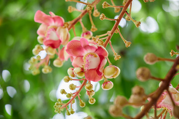 Close-up view of pink Cannon-ball tree blooming on tree