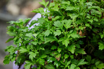 Fototapeta premium Close-up view of organic garden celery growing in vegetable garden
