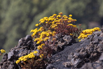 native vegetation of La Palma island