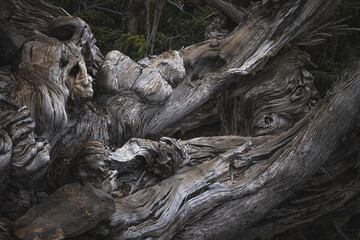 roots of native vegetation of La Palma