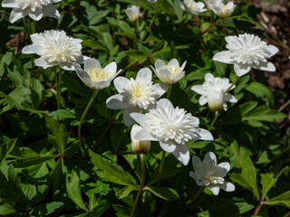 Wood Anemone (Anemone nemorosa) 'Vestal' flowering with double, pure white flowers with 6-7 petals in garden in spring