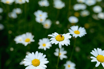 Obraz premium Close up of honey bee on daisy flower with green bokeh background
