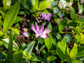 Close-up of dark purple-flowered periwinkle Vinca minor 'Atropurpurea' with ovate, dark green leaves flowering with deep purple flowers in a rock garden