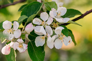 White and pink apple blossoms blooming on green-leaved branch
