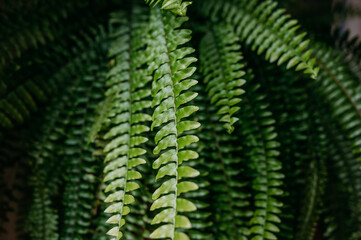 Close-up of lush green fern fronds overlapping in shade