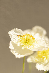 Obraz premium Hoverfly on white iceland poppy flower in spring on minimal background